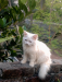 Pure Persian